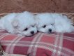 Mini bichon maltais