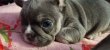 Chiot Bouledogue français 2 femelles