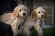 Chiots Goldendoodle