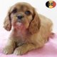 Adorables chiots Cavalier King Charles à vendre