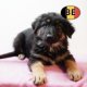 Berger Allemand, chiot à poil court & à poil...