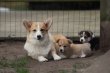 Welsh corgi pembroke chiots- DNA controled