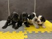 Cocker Anglais, chiots disponibles apd 26 Mars