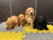 Labradoodle chiots beige et noir