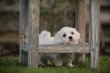 Bichon Maltais, dna tested
