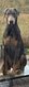 Beau doberman disponible pour sailles