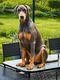 Beau doberman disponible pour sailles