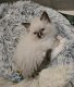 Chatons Ragdoll