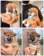 Magnifiques chiots shiba Inu dispo de suite