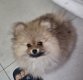 Disponible magnifique chiots spitz nains élevage...