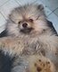 Disponible magnifique  mâle  spitz nains...
