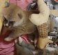 Superbes chiots Akita avec pédigrée Losh (fci)