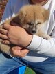 Superbes chiots Akita avec pédigrée Losh (fci)