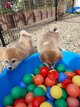 Superbes chiots Akita avec pédigrée Losh (fci)