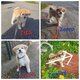 Superbes chiots Akita avec pédigrée Losh (fci)