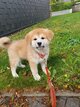 Superbes chiots Akita avec pédigrée Losh (fci)