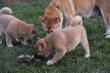 Adorables chiots Shiba Inu 🐾...