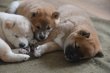 Adorables chiots Shiba Inu 🐾...