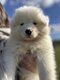 7 bébés samoyède [cherche] une famille pour la...