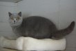 Femelle British shorthair