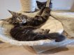 4 Maine Coon à acquérir