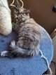 4 Maine Coon à acquérir