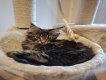 4 Maine Coon à acquérir