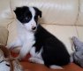 Chiots border collie