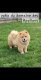 Chiot Chow chow