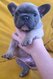 Reste 5 Chiots Bouledogue Français pédigrée à...