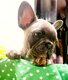 Reste 2 Chiots Bouledogue Français pédigrée à...