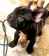 Reste 1 Chiot Bouledogue Français pédigrée à...
