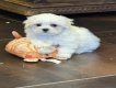 Bichon Maltais chiots