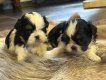 Shih Tzu chiots