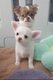 Chiots chihuahua poils long