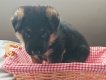 Chiots bergers allemands pedigree pure race