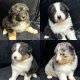 Magnifiques chiots berger australien