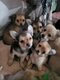 Chiots Chihuahua à vendre