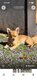Chiots Chihuahua à vendre