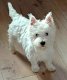 Westie mâle
