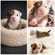 American Bully pocket