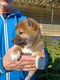 Magnifiques shiba inu