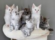 3 bébés Maine Coon encore disponibles à...