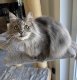 Femelle Maine Coon