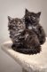 Chatons Maine Coon - black smoke