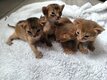 Chatons abyssin lièvre & Sorrel