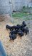 Chiots beaucerons