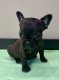 Chiot bouledogue français