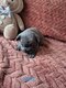 Chiot bouledogue français exotique