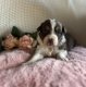 Chiots berger australiens-Les Aussies du domaine...